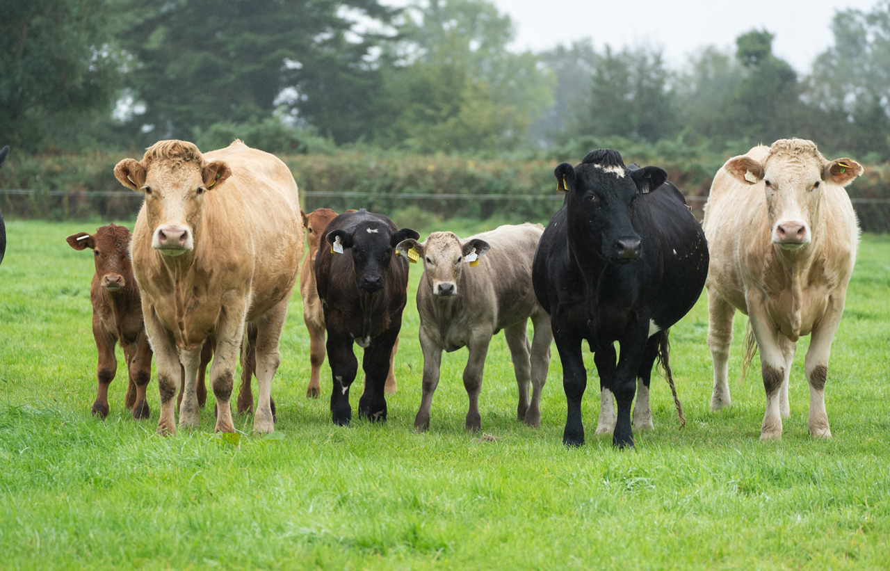 Dispersal of Ballygar suckler herd set for Roscommon Mart