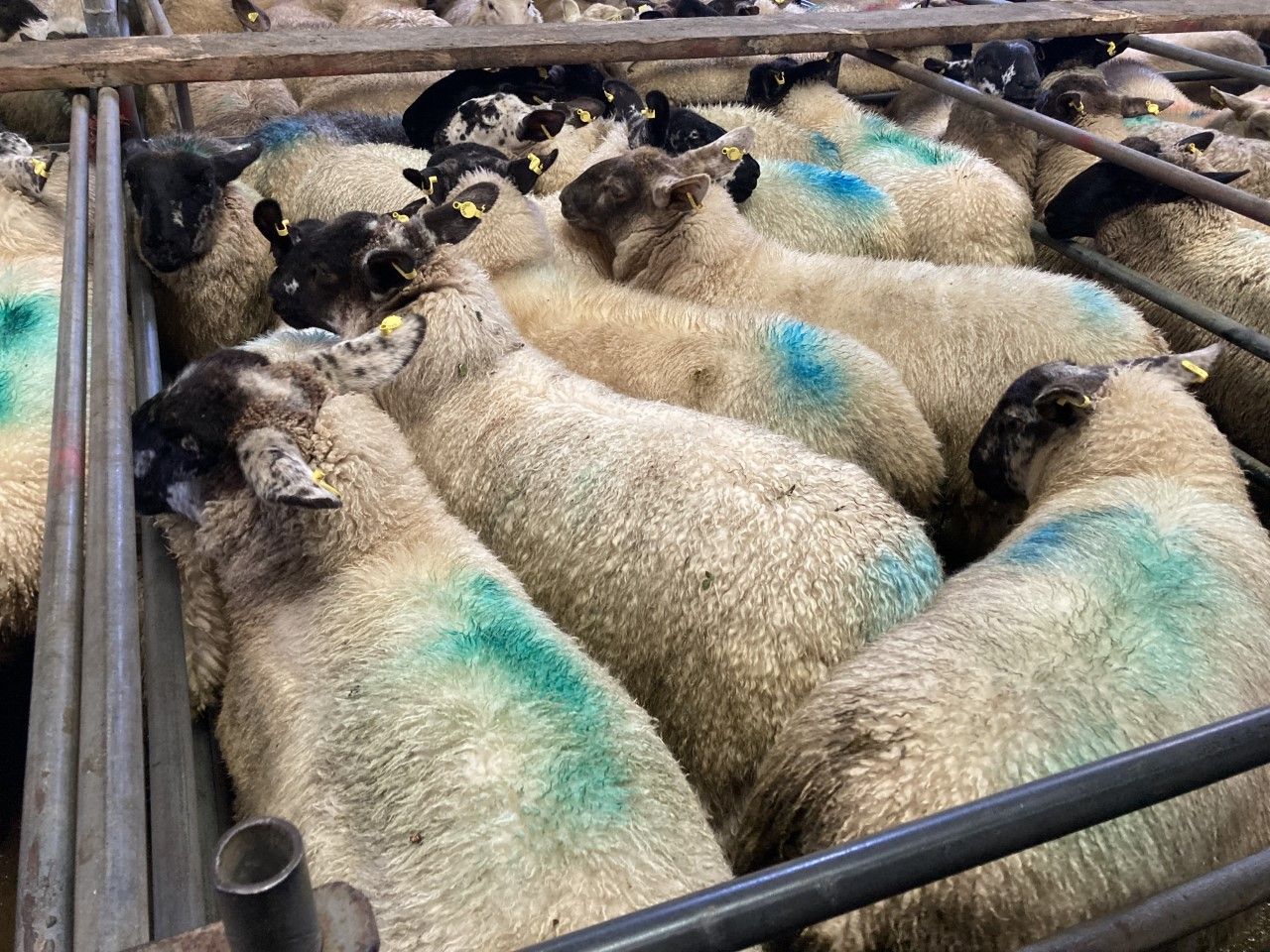 Buoyant trade drives lamb prices on 40c/kg to hit €7.40/kg