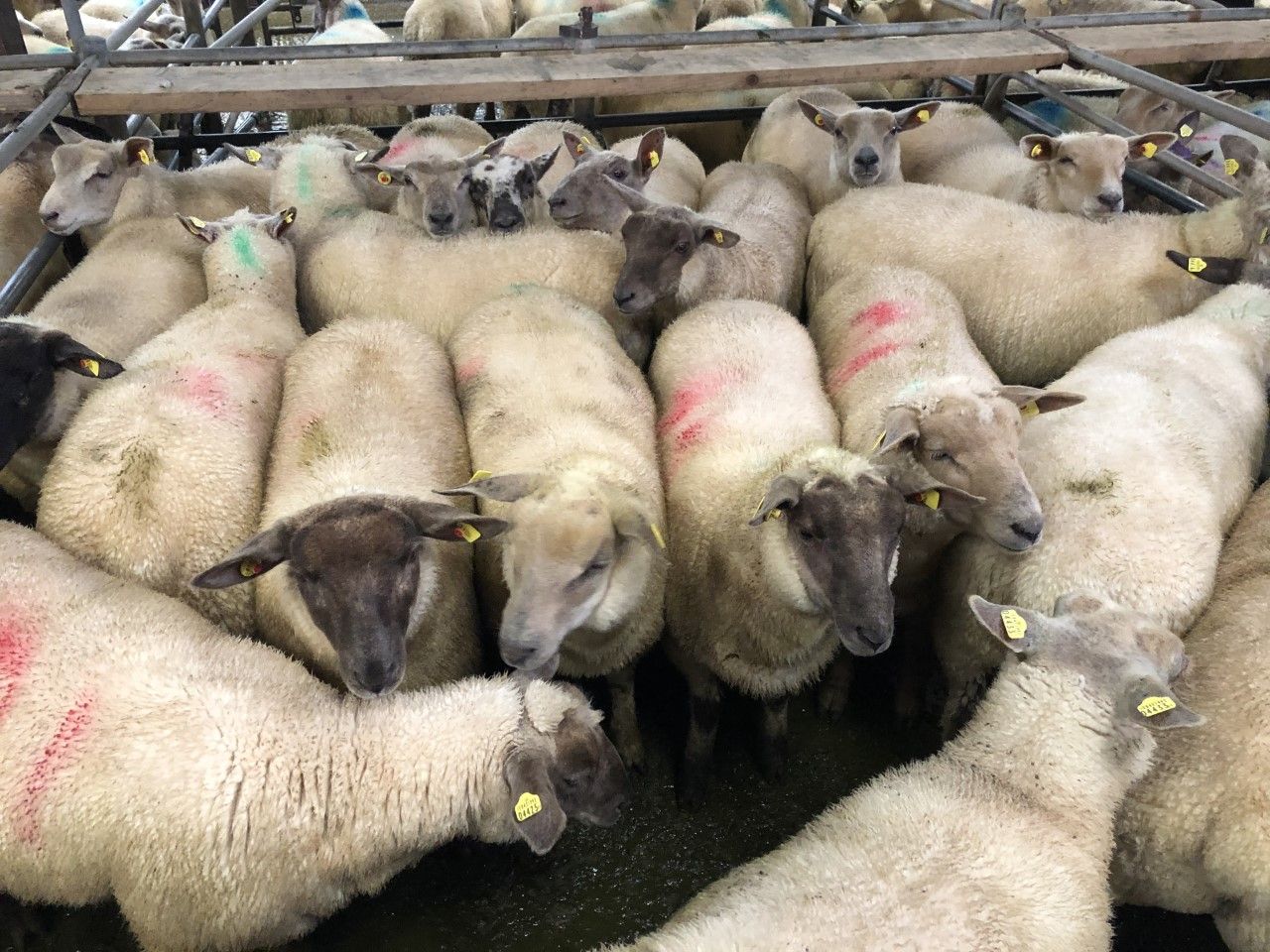 Sheep trade: Lamb prices holding at €4.90-5.10/kg