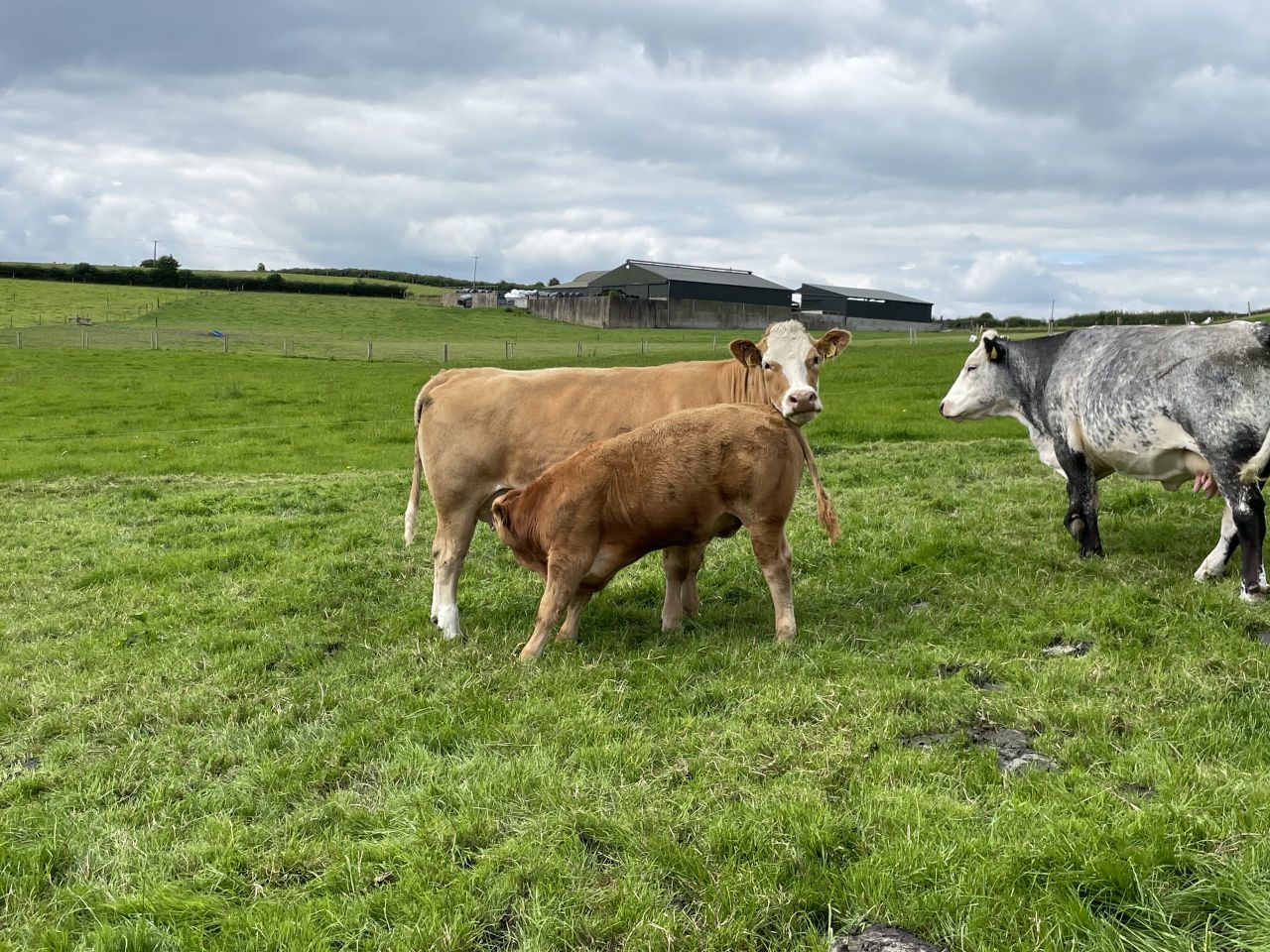 23,720 suckler farmers apply for Beef Welfare Scheme