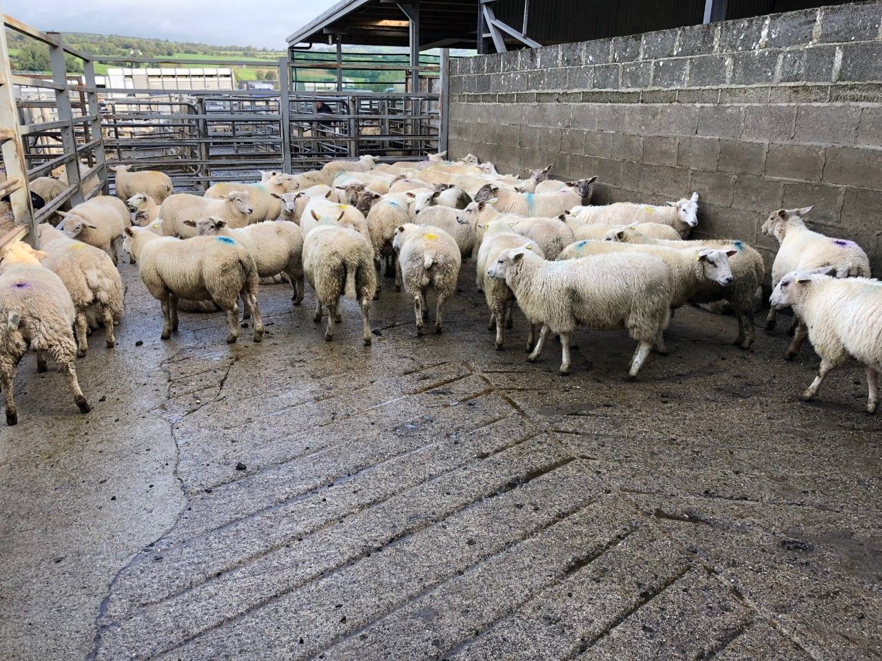Sheep trade: Base price hits new low of 430c/kg