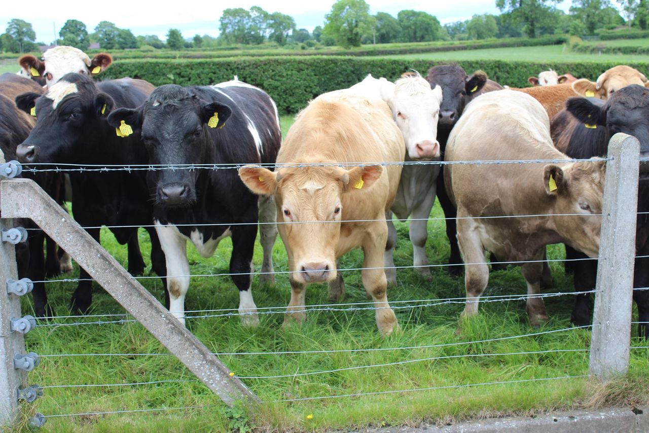 Momentum grows for switch from beef to dairy