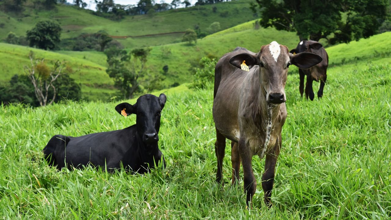 Brazil establishes working group on cattle traceability