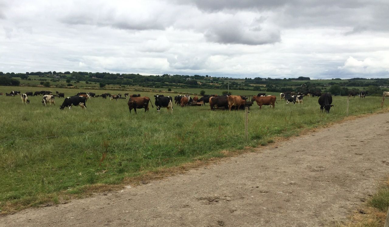 EU milk production expected to climb 0.9% in 2019