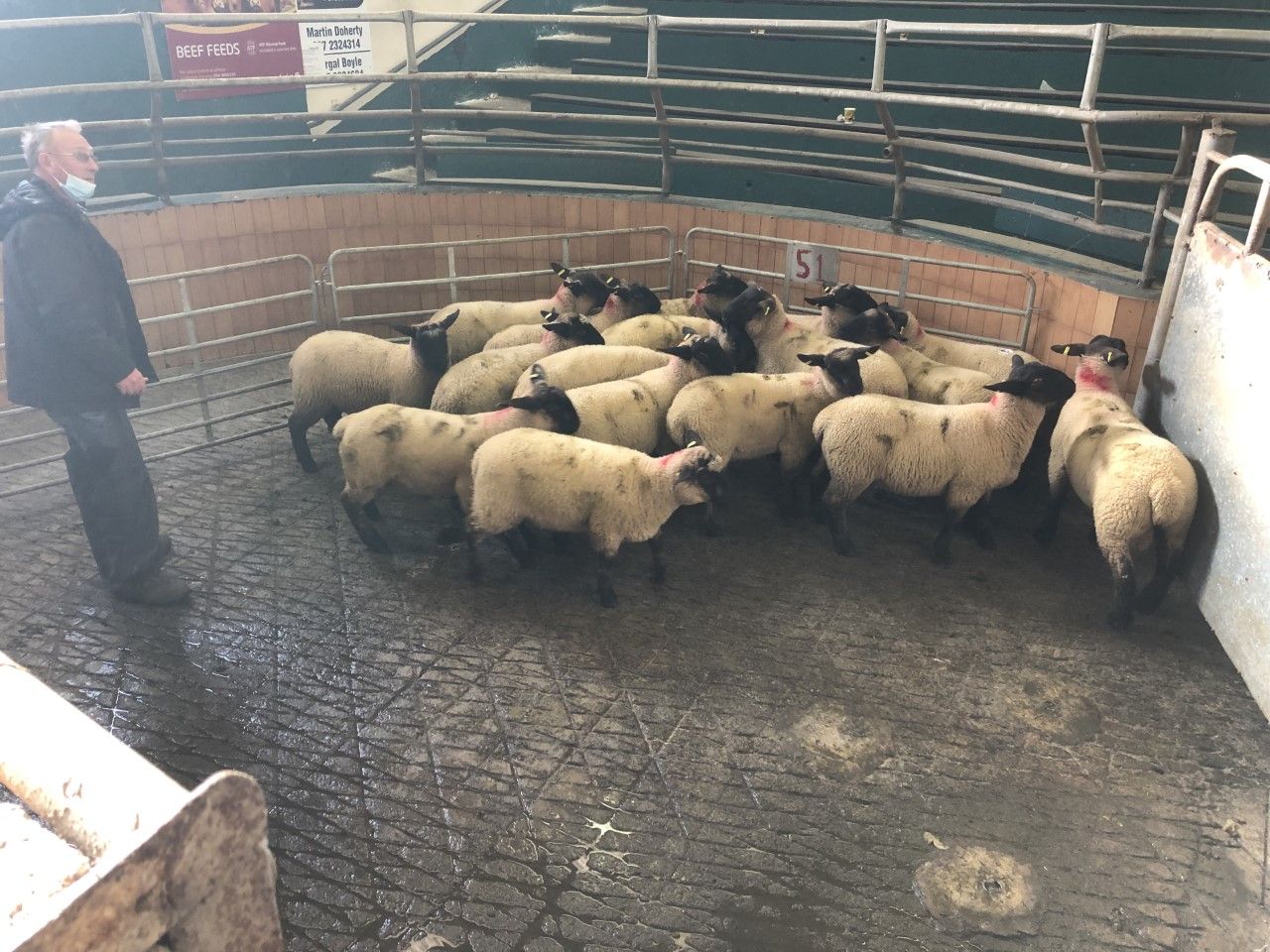 Sheep marts: Spring lambs see an improved trade