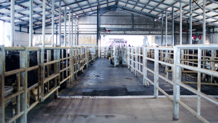 Revisited: Finishing 1,500 head of cattle with an automated system in Co. Cork