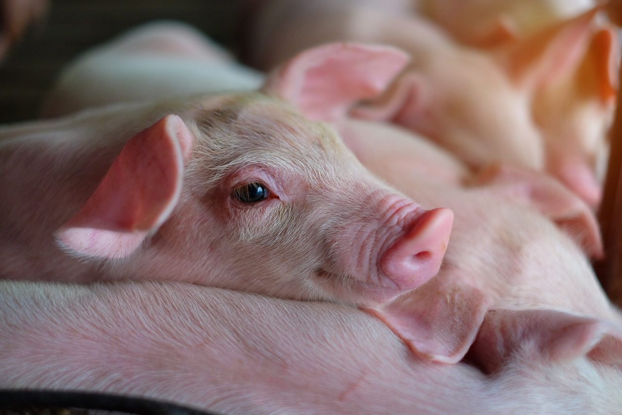From China to Brazil: The markets shaping Irish pork