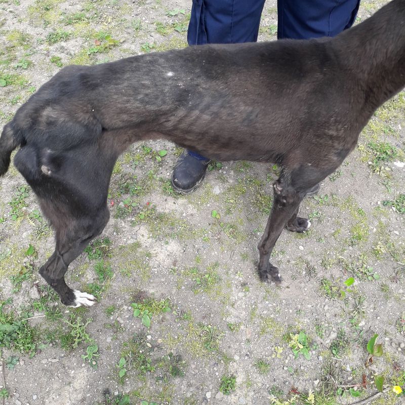 Four-month custodial sentence for animal cruelty upheld on appeal