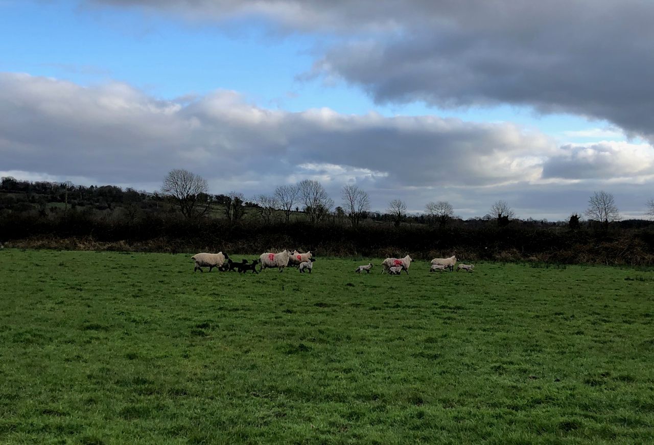 Time to take advantage of the good weather to get ewes and lambs out to grass