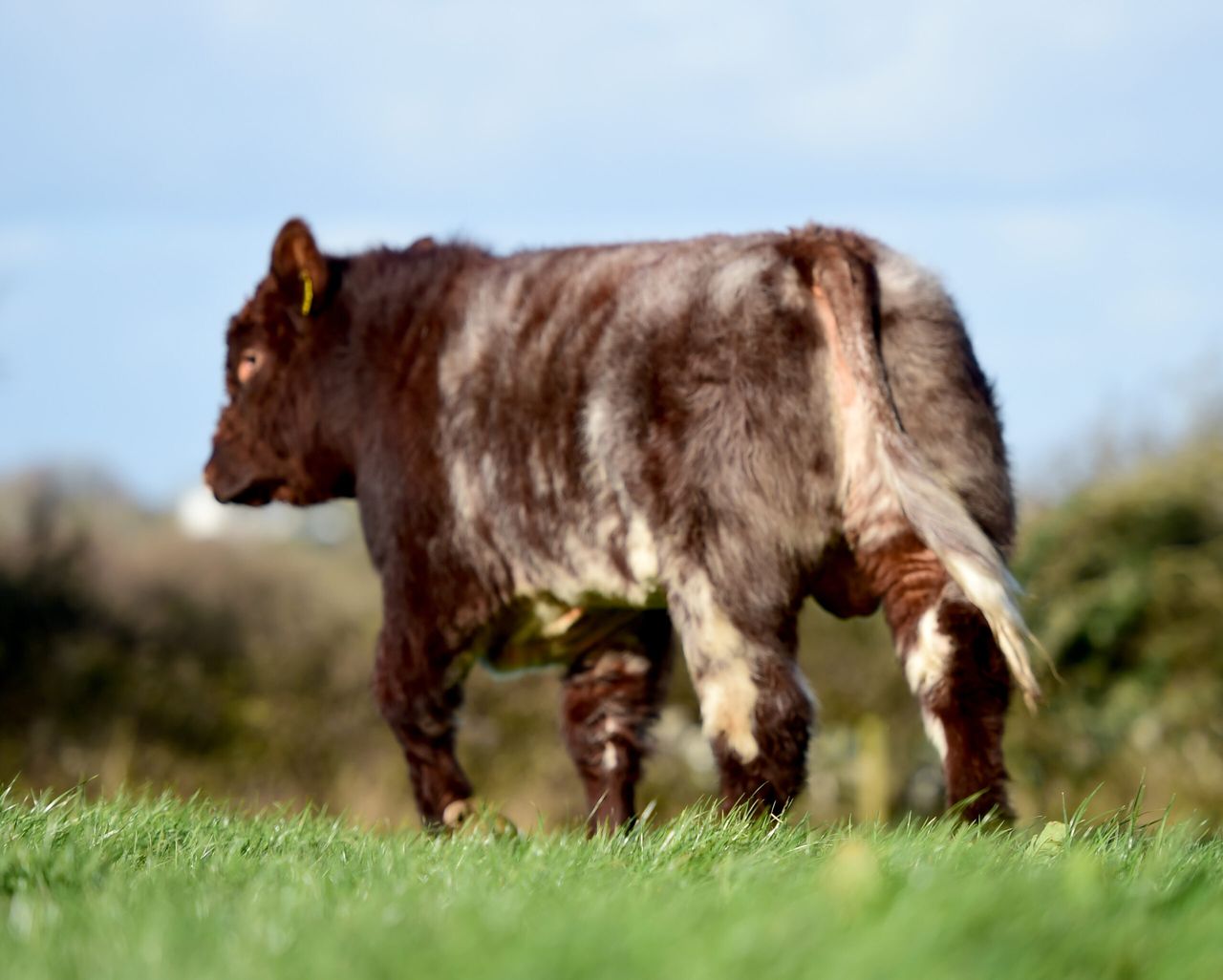 Why this pedigree breeder uses the Stockbull Finder to sell his Shorthorn bulls