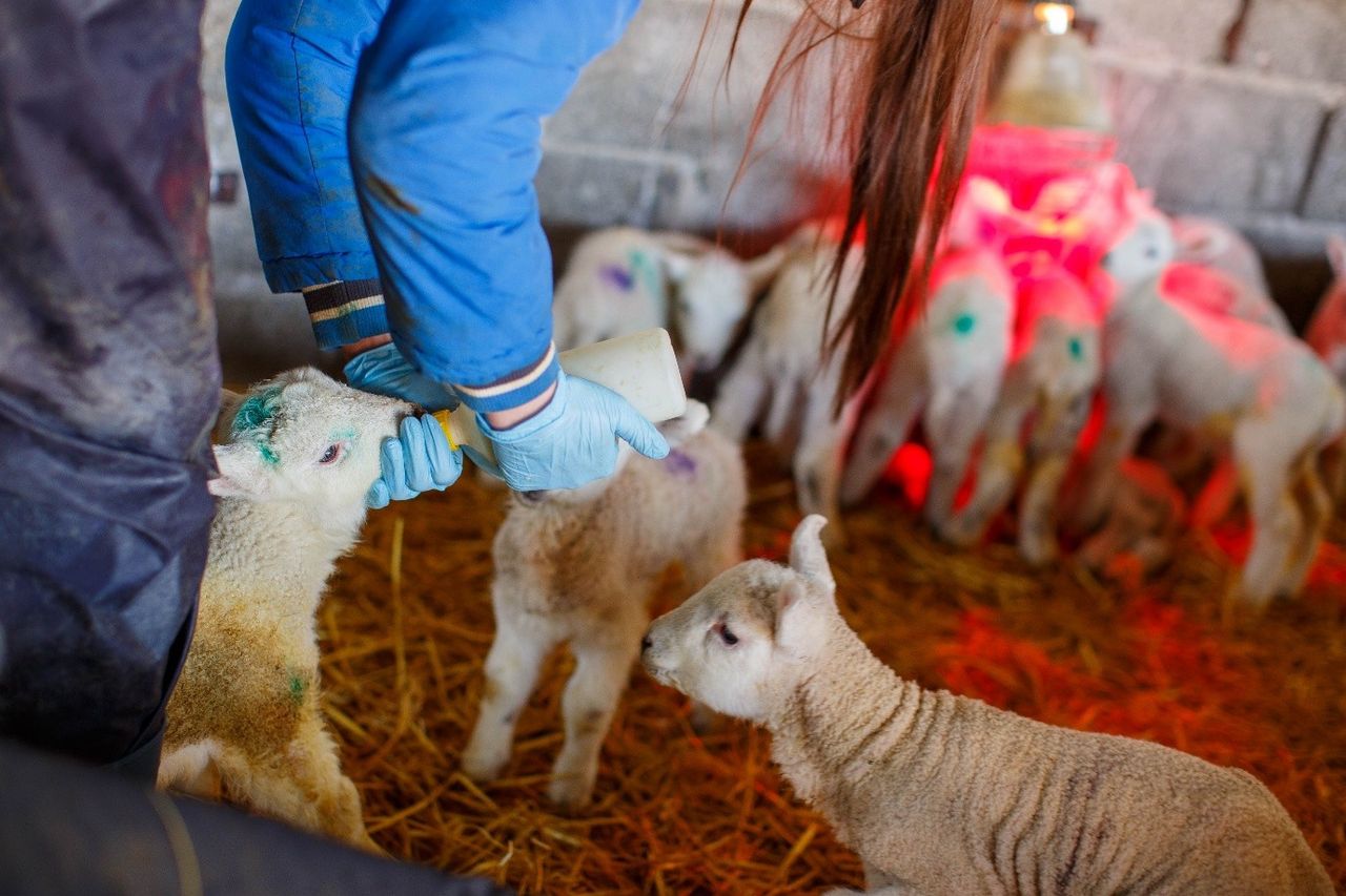 Winning at Weaning Series: Top tips for lamb rearing this season