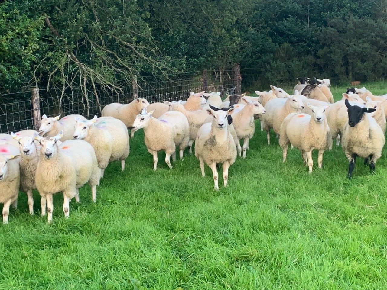 Prices for Irish lamb dropped by 5% for farmers in 2023