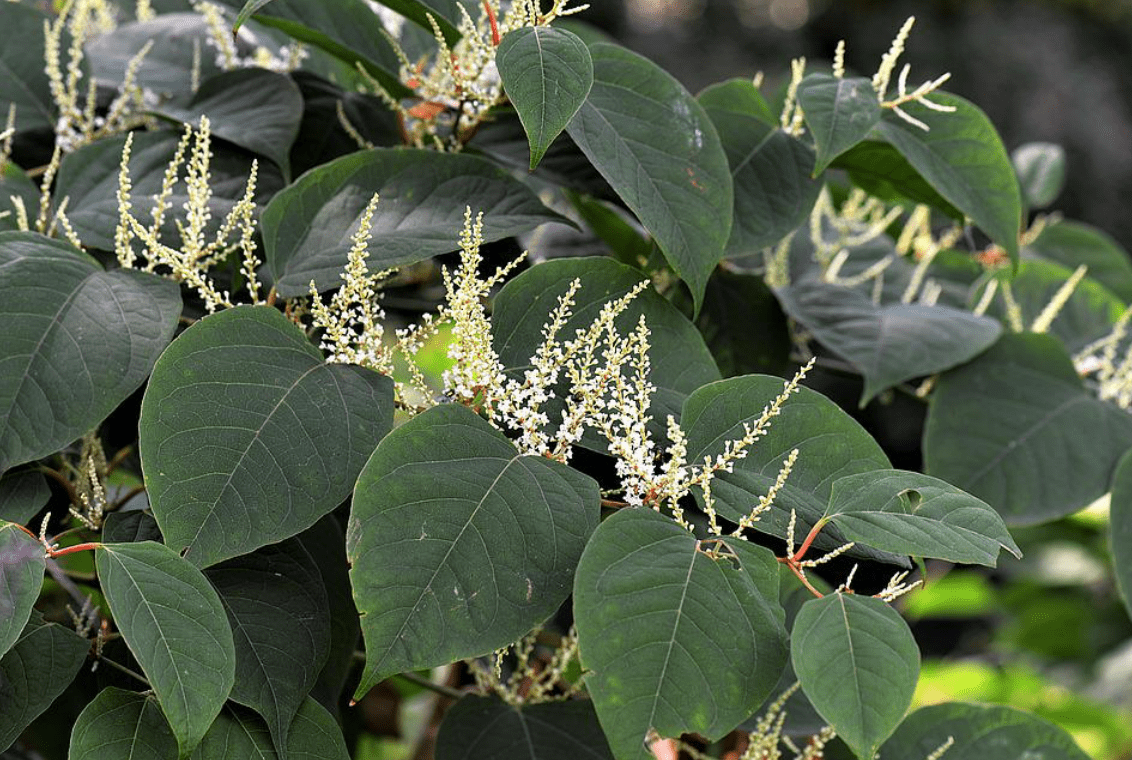 National Biodiversity Data Centre establishing invasive species unit