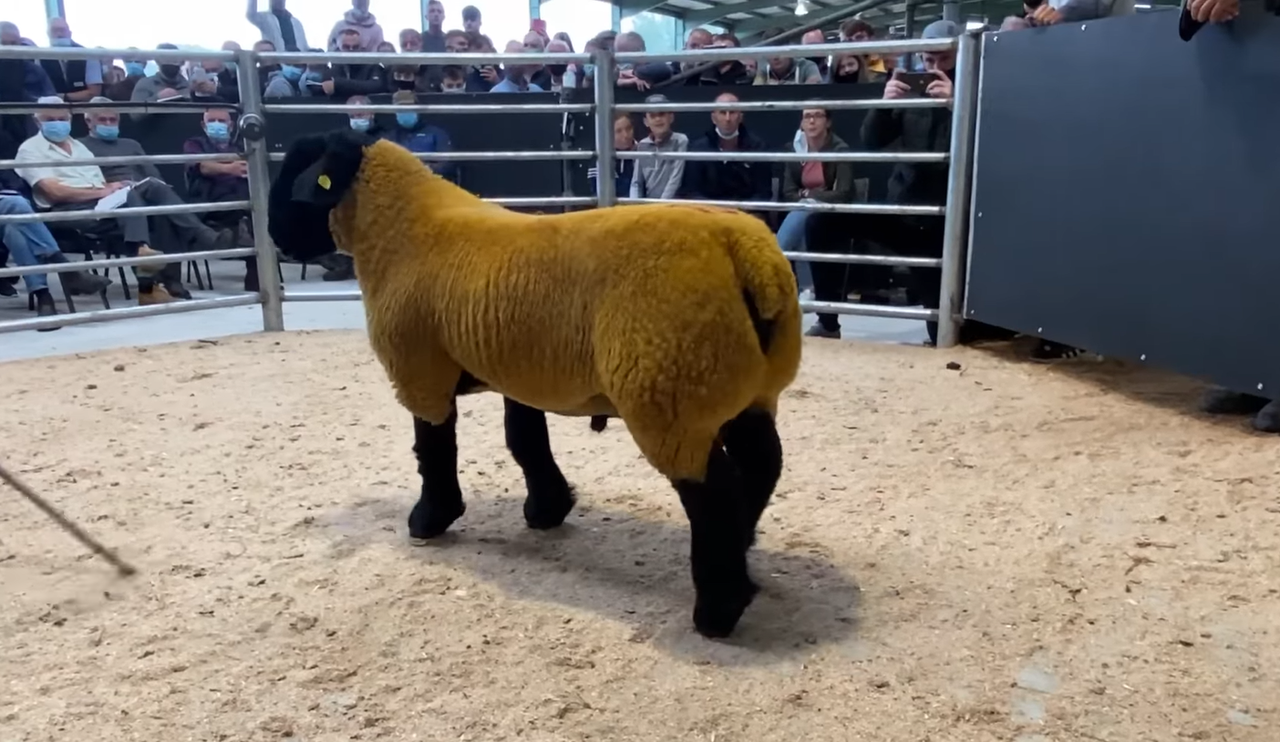 Video: Suffolk ram comes into €44,000 at Blessington Mart