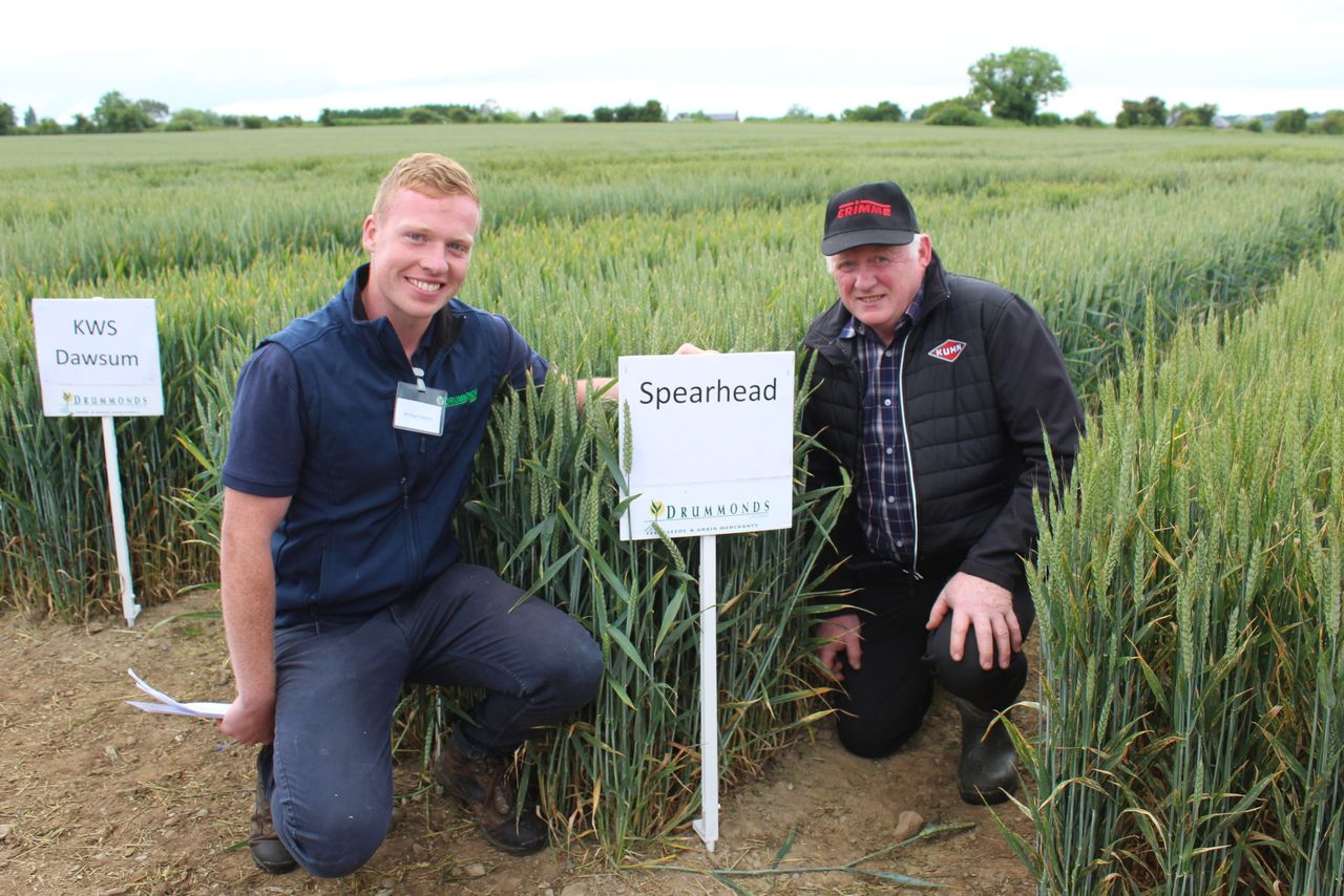 4 main varieties to drive Irish wheat production