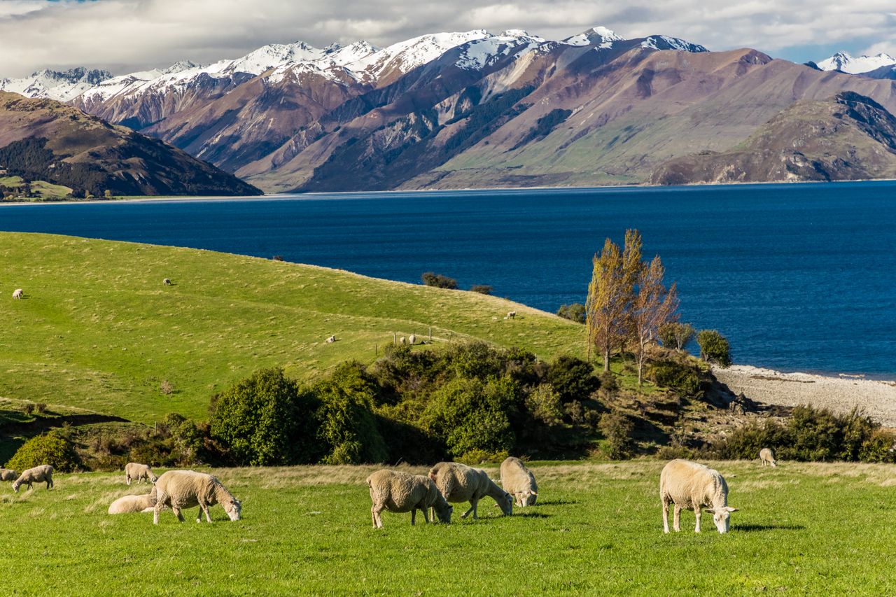 Report calls for action on sale of New Zealand farmland for forestry