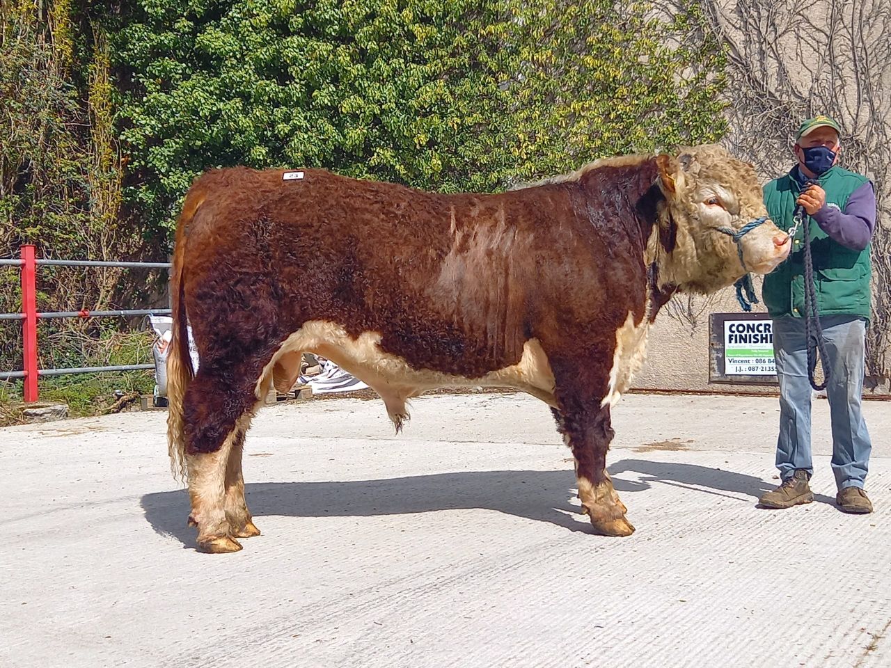 Hereford sale topped at €3,400 in Nenagh