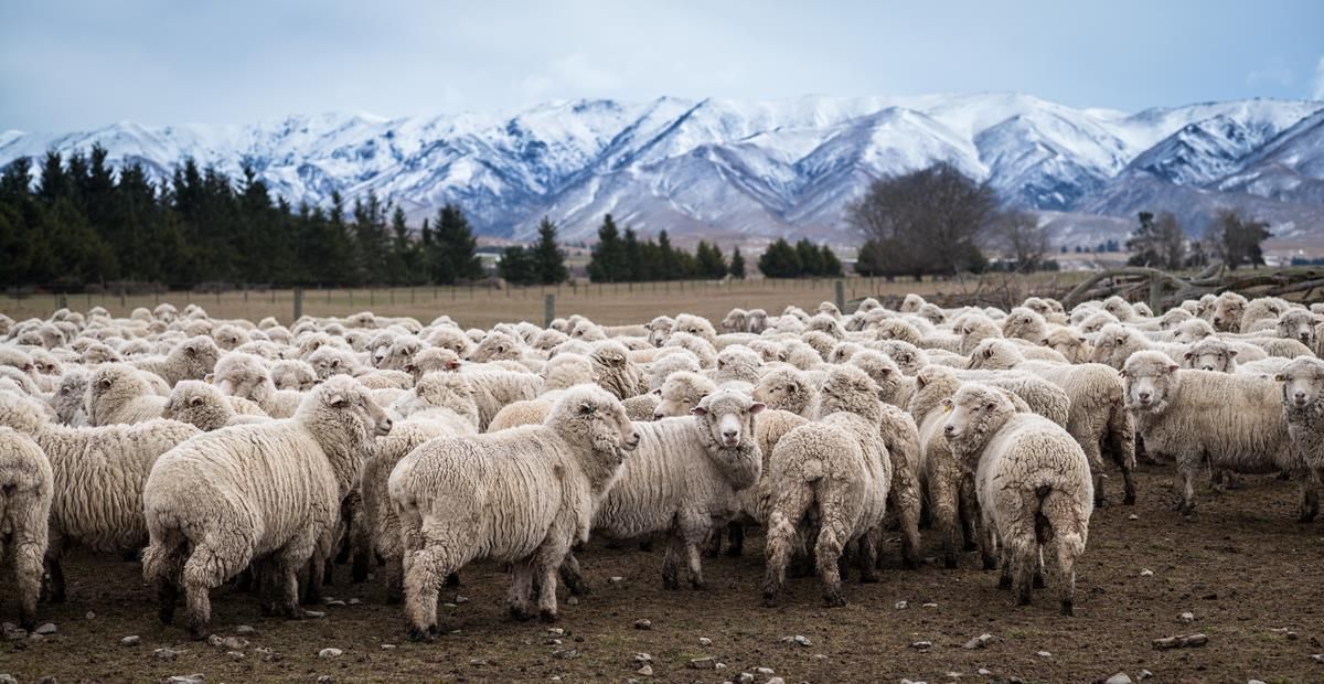 China’s No. 1 meat processor to invest €156m in New Zealand’s No. 1 livestock company