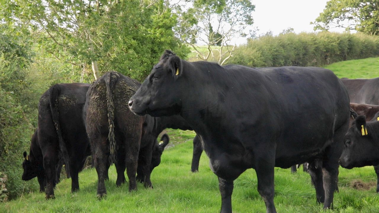 Pedigree Angus herd to hold dispersal sale this month