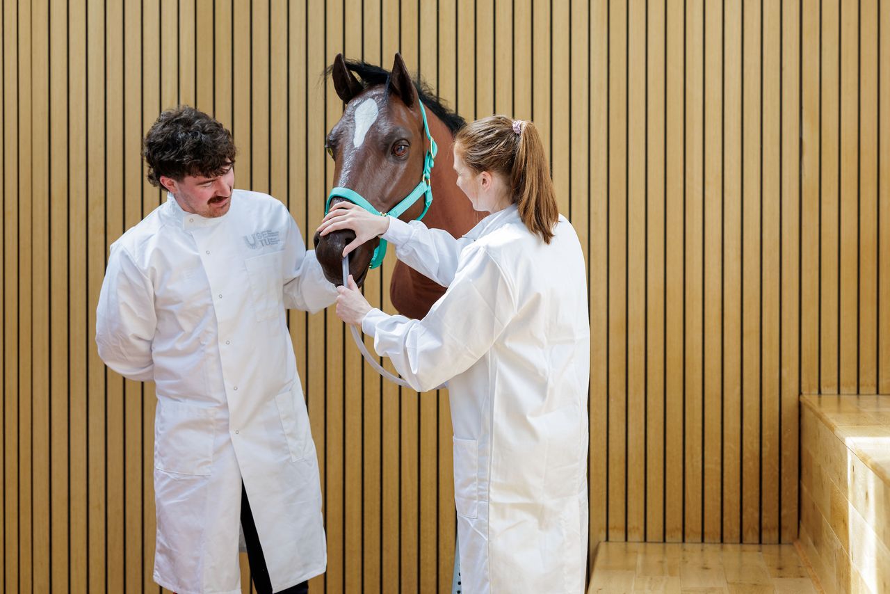 Veterinary medicine arrives at SETU with first class of 40 places