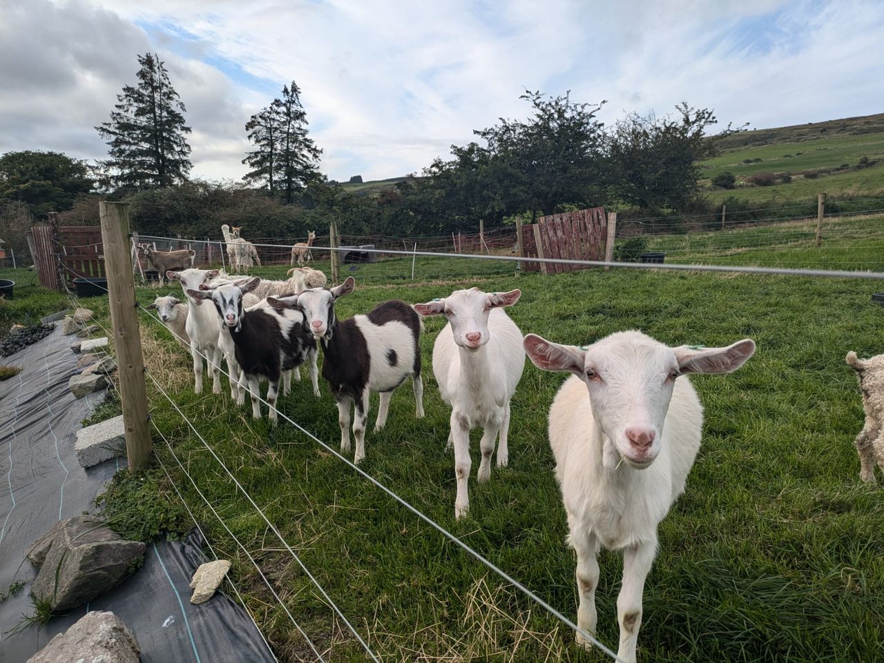 'Working with goats was a dream for us' - Cork couple