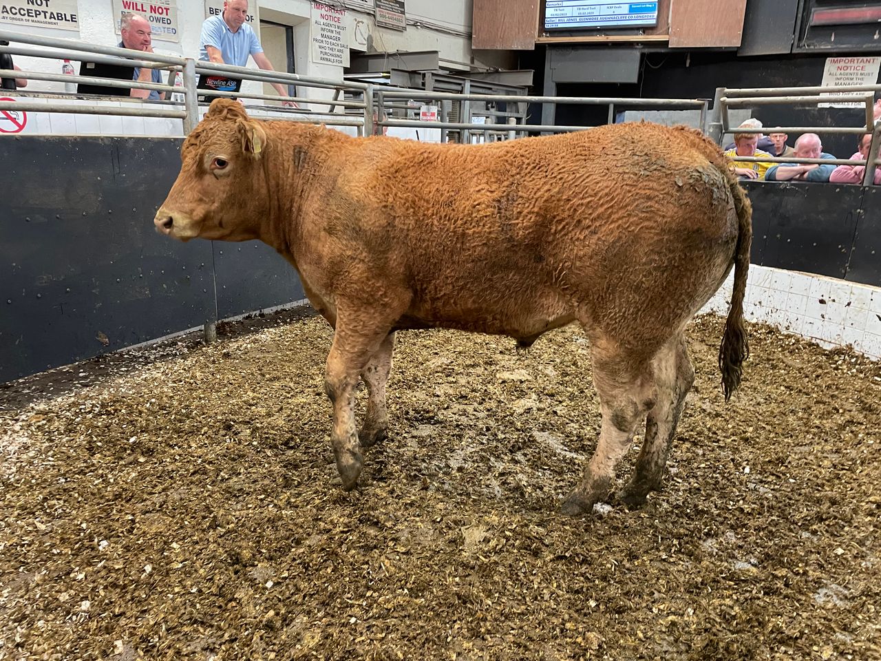 NI buyers ignite trade for heavy cattle at Elphin Mart