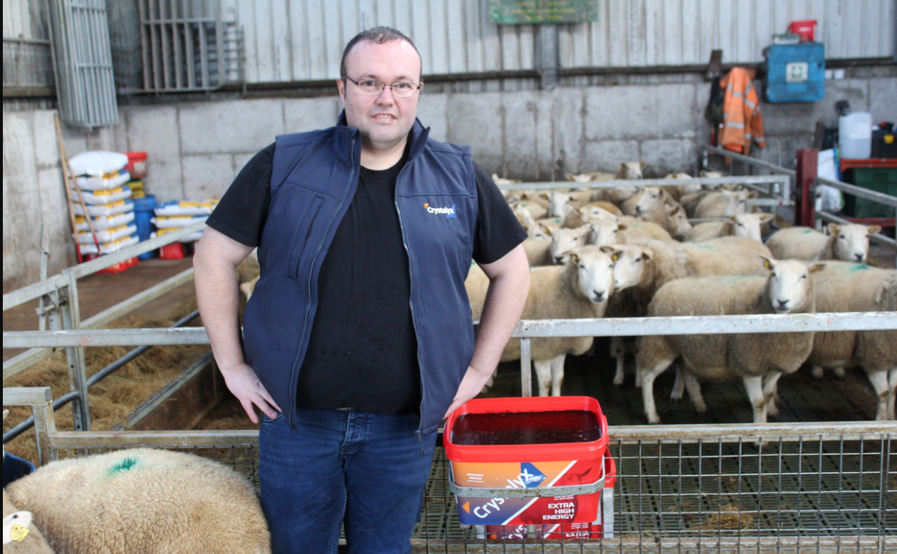 Co. Mayo Lleyn breeder sees 204% scanning figure