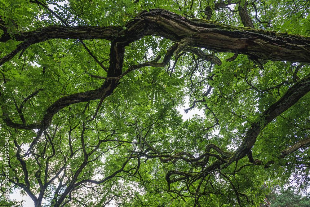 Next tranche open for up to €250,000 tree nursery funding