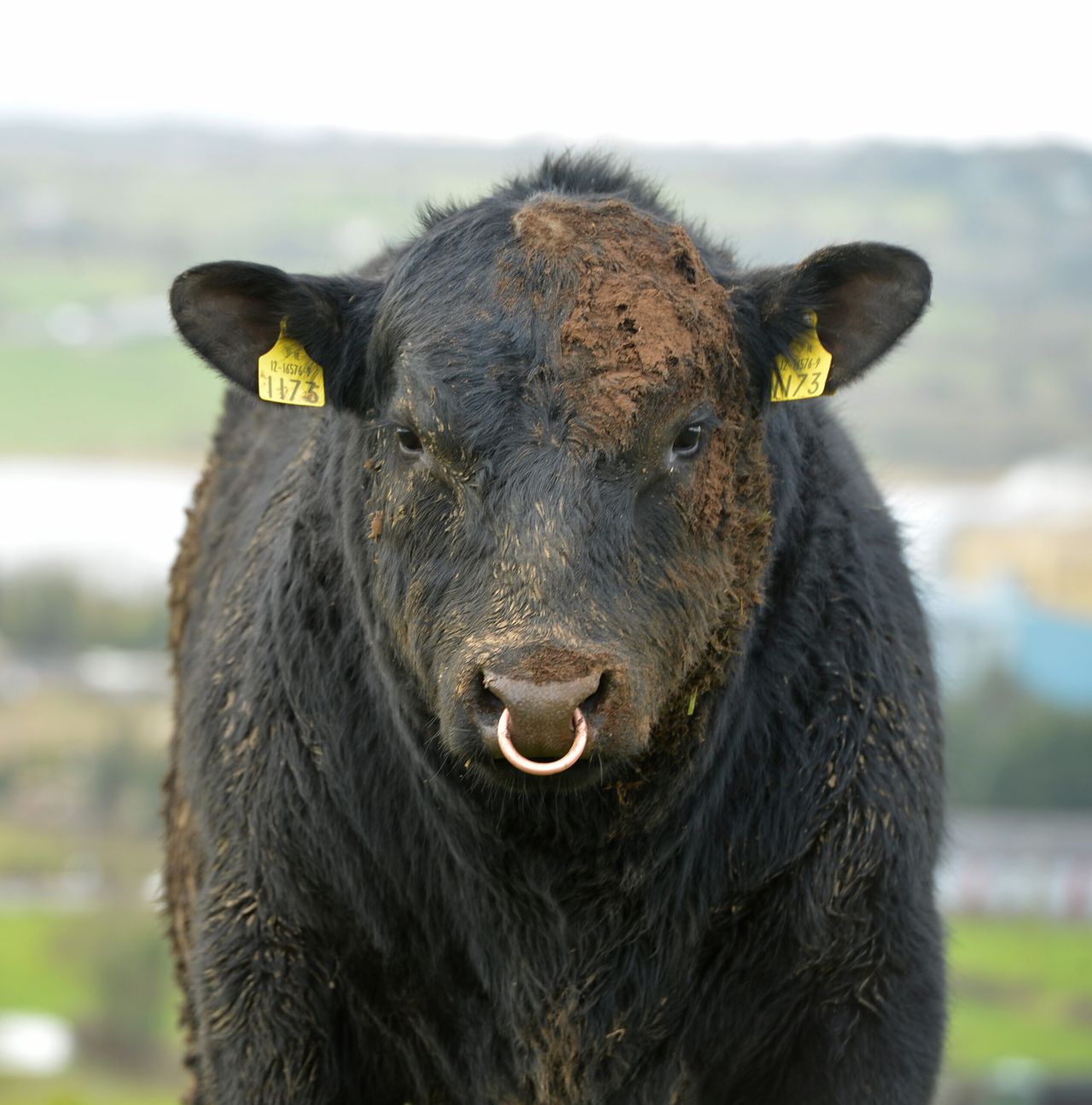35% of beef pedigree calves born in Ireland bred from foreign sires