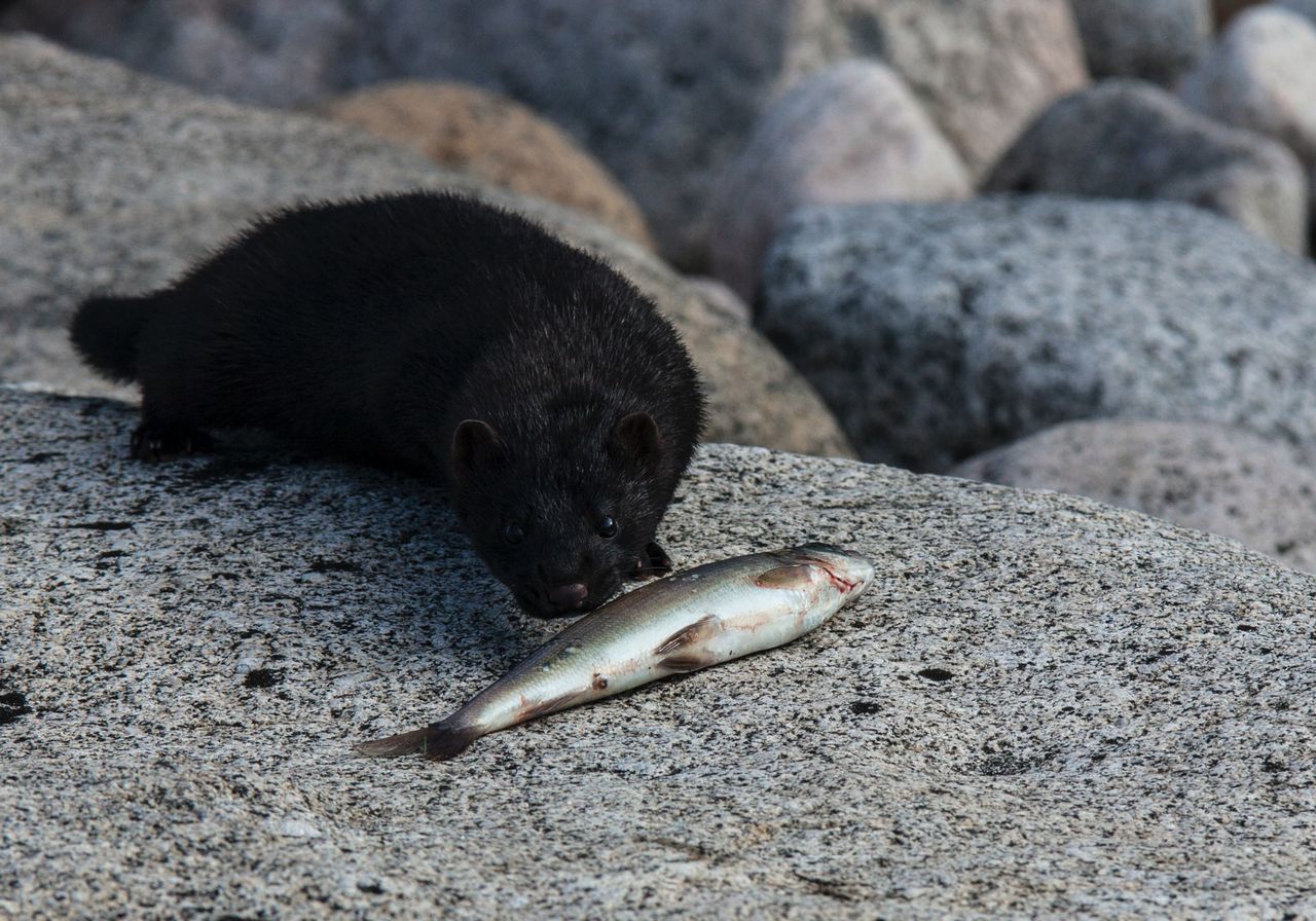 Cahill: 'Absolutely essential' that mink are eradicated