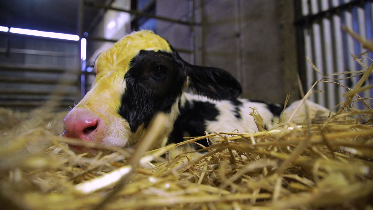 Reducing the spread of Johne’s disease
