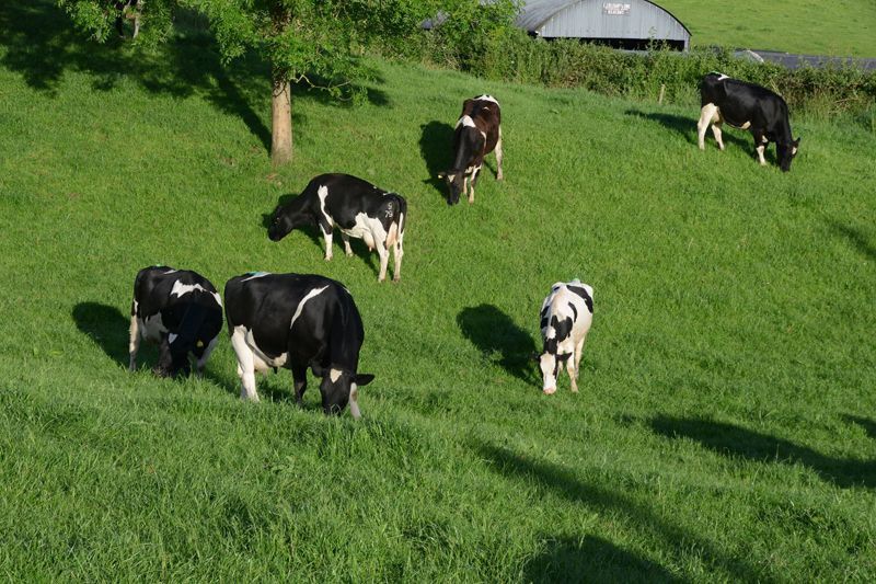 Kerry and Dairygold April price cuts 'against the indicators' - ICMSA