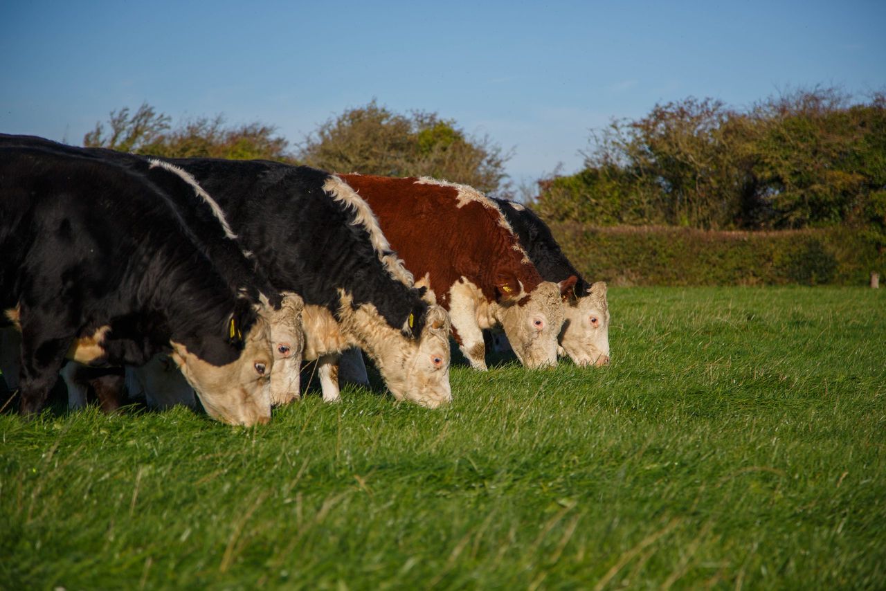 Irish Hereford Prime confirms 25c/kg bonus