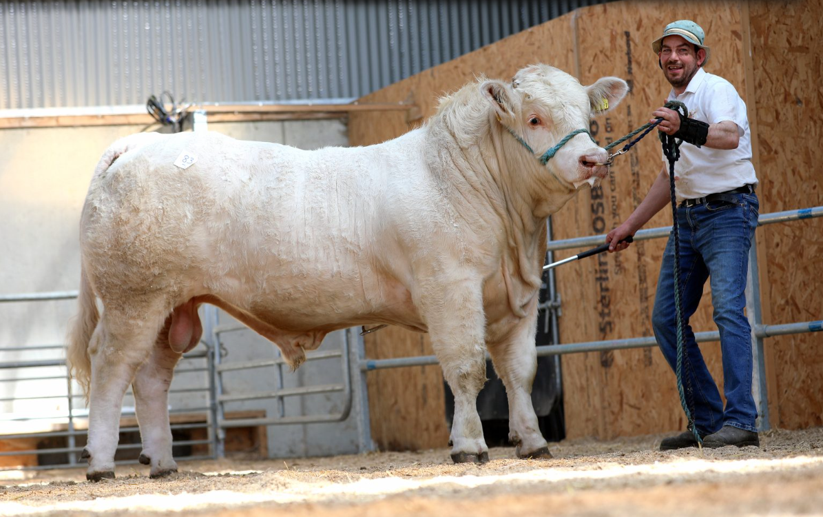 Charolais bulls reach €10,400 at society sale in Tullamore