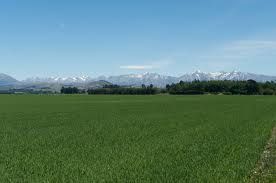 Reduced milk production in New Zealand may help support global price