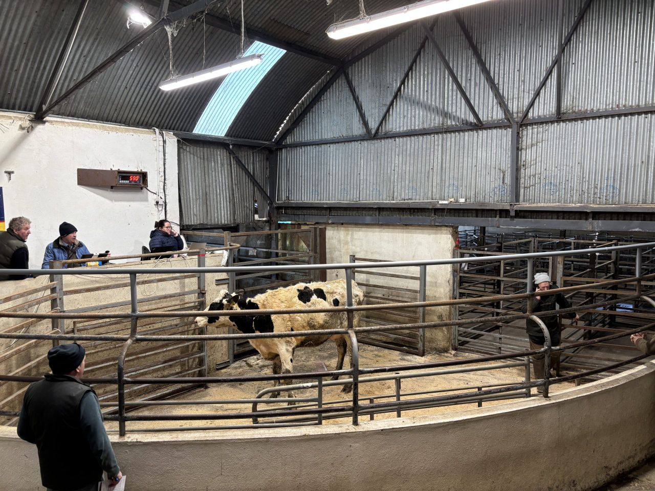 What are freshly calved dairy heifers making in the mart?