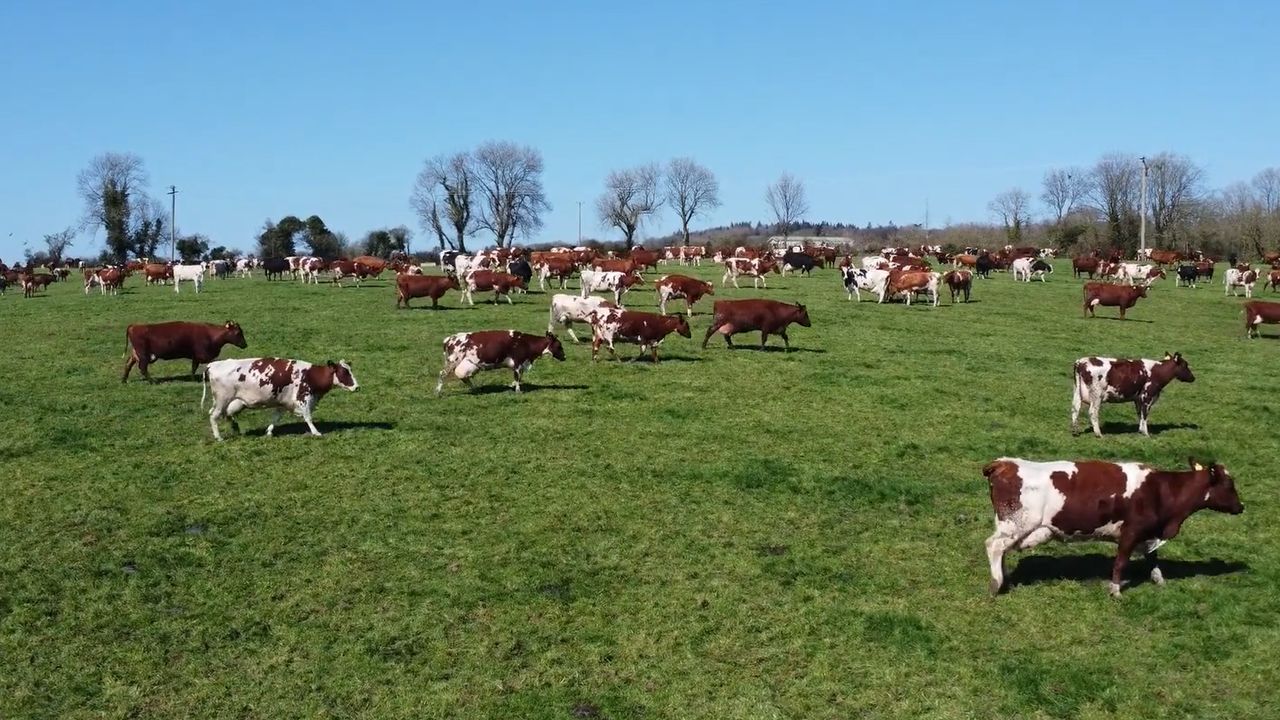 The Dunnes' Norwegian Red herd. Source: Dovea Genetics
