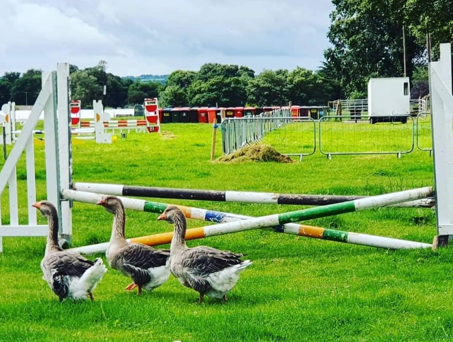 Cappamore Show-stopper: Back with a bang to celebrate 66 years