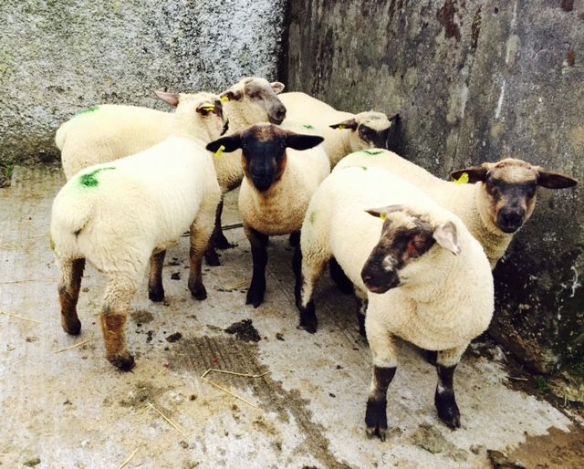 Sheep Marts - Store lambs remain in strong demand as top lot makes €2.40/kg
