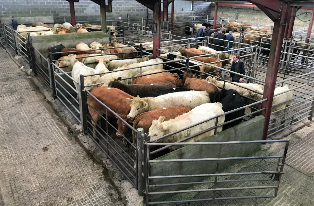 Pics and prices: Suckler-bred stock dominate the sale at Ballyjamesduff Mart