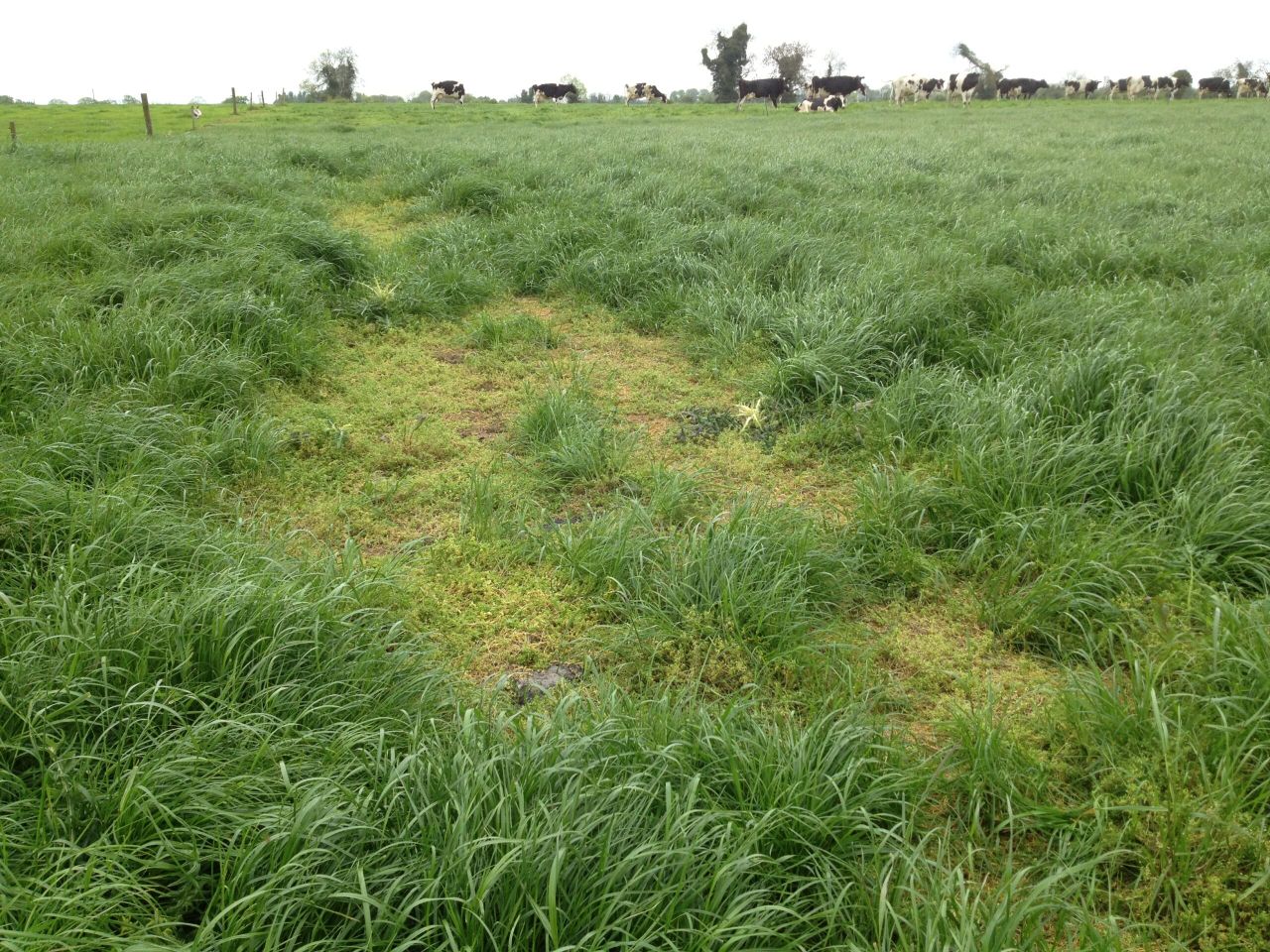 'Chickweed can completely smother out grass if not controlled in time'
