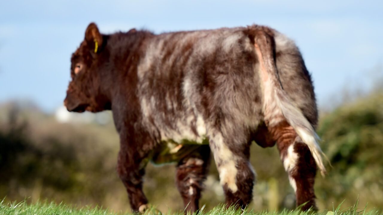 Irish Shorthorn Society seeks breed secretary
