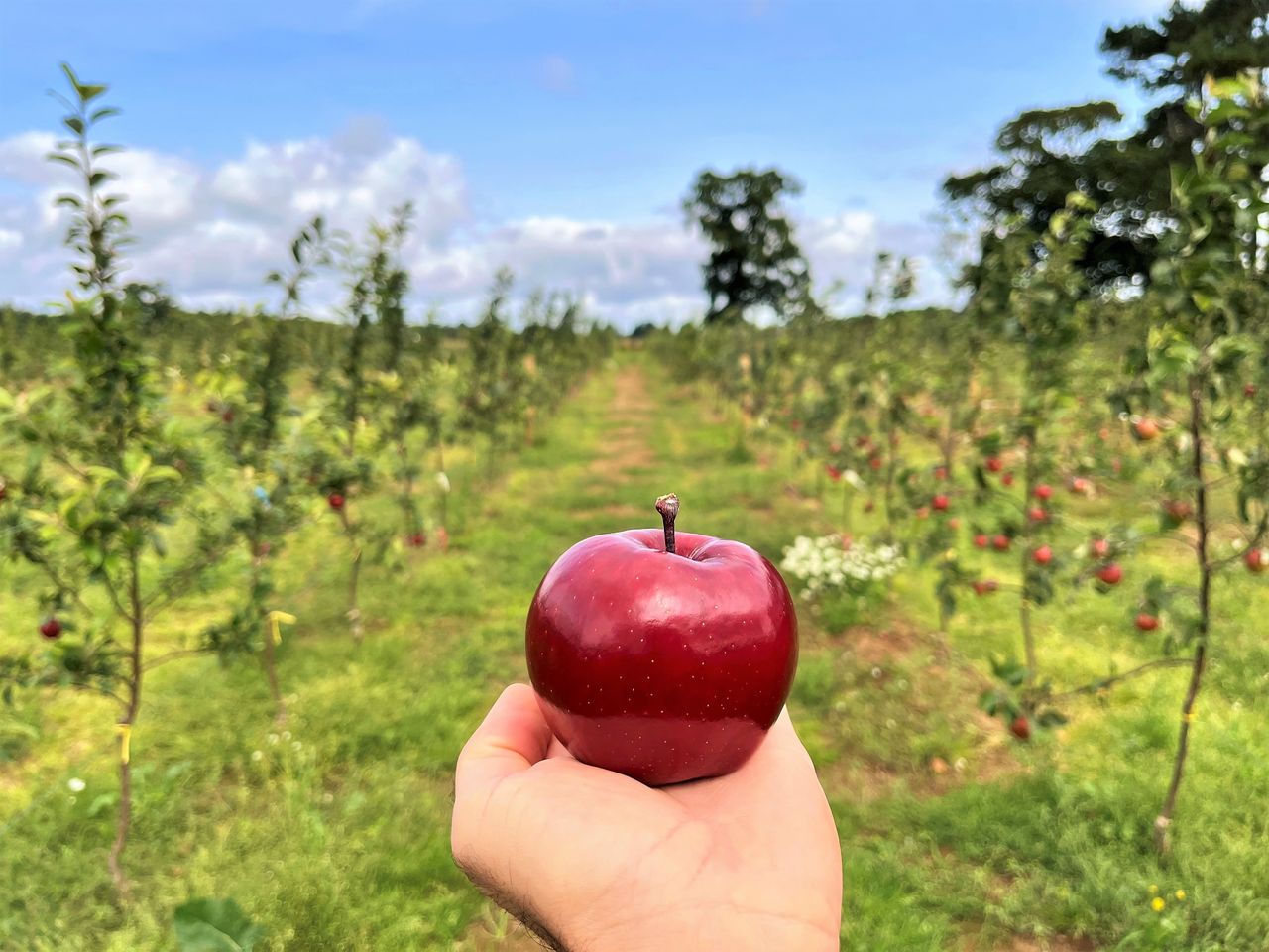 'The perfect apple' claims top honours in photo competition