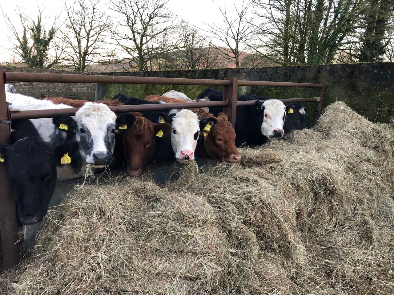 Moves to tighten veterinary controls 'a hammer blow' - ICSA
