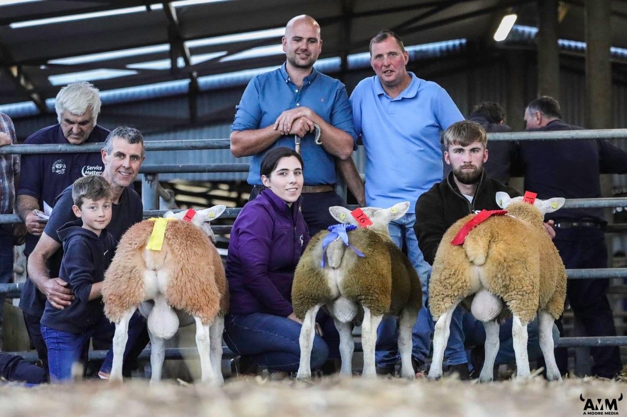 Western Region Texel club ram sale set for Athenry