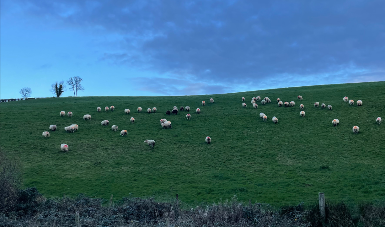 Sheep trade: No move in Irish price as Spanish lamb nears €10.80/kg