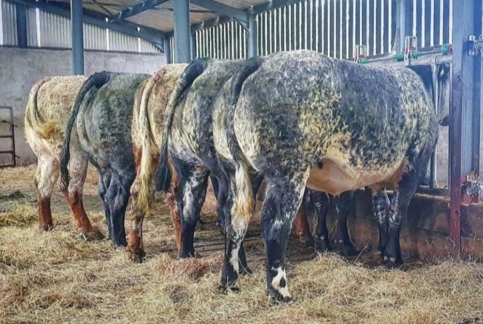 Special sale of 'high-end' heifers set for Elphin this Friday