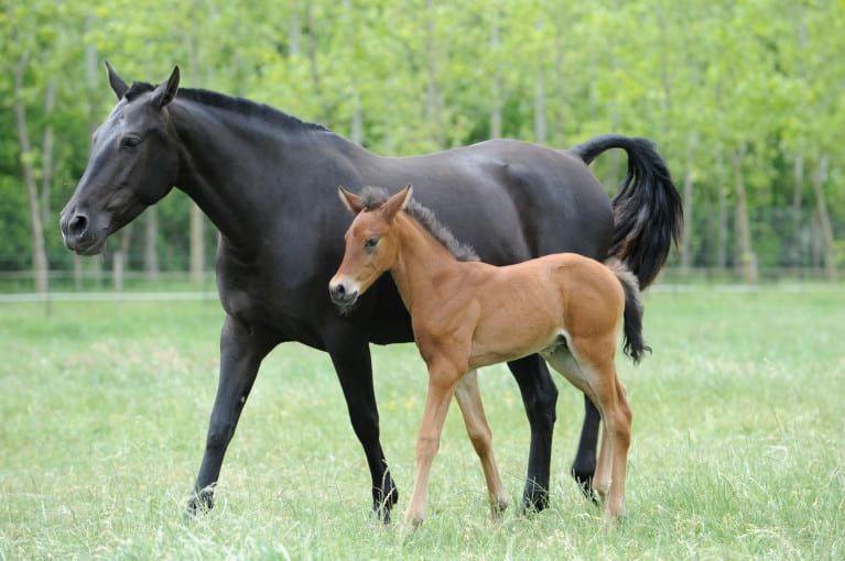 Letter to the editor: 'What have Irish breeders got to show for the foal levy?'