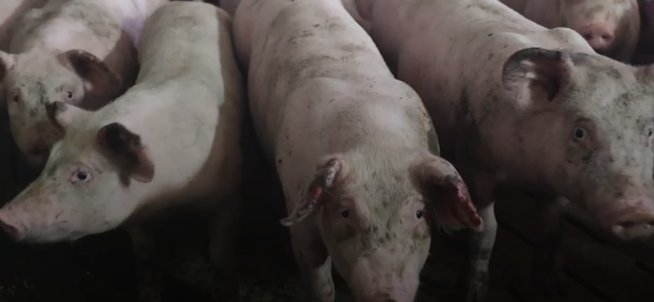 Animal rights groups give DAFM 'files' on alleged welfare issues on pig farms