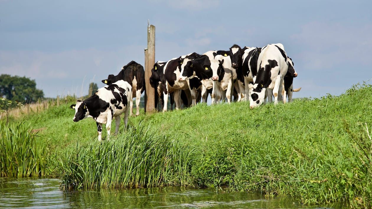 Livestock's role in global society focus of Galway conference